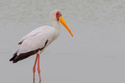 Yellow-billed Stork - Afrikaanse Nimmerzat - Tantale ibis