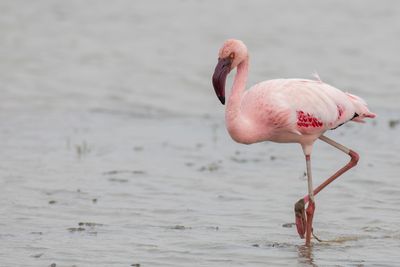 Lesser Flamingo - Kleine Flamingo - Flamant nain