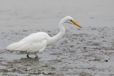 Yellow-billed Egret - Geelbekzilverreiger - Hron  bec jaune