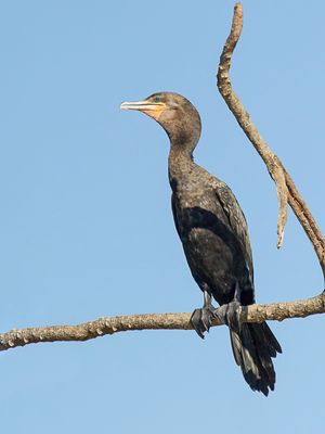 Neotropic Cormorant - Bigua-aalscholver - Cormoran vigua