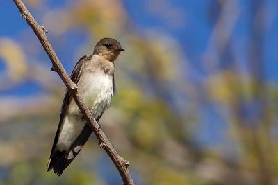 Southern Rough-winged Swallow - Zuidamerikaanse Ruwvleugelzwaluw - Hirondelle  gorge rousse