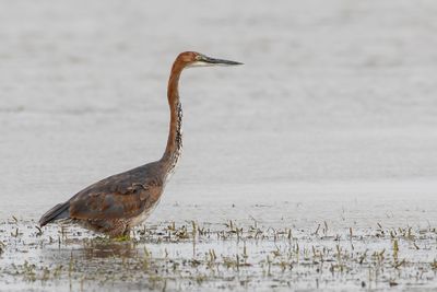 Goliath Heron - Reuzenreiger - Héron goliath