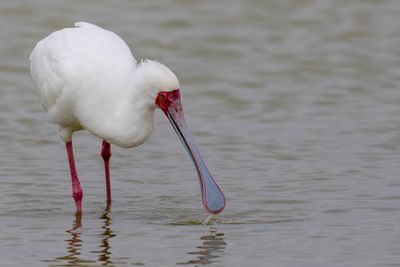 African Spoonbill - Afrikaanse Lepelaar - Spatule d'Afrique