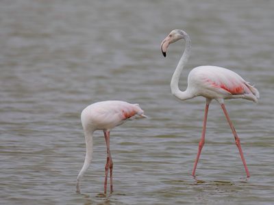 Greater Flamingo - Flamingo - Flamant rose