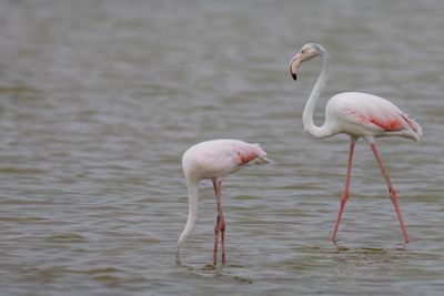 Greater Flamingo - Flamingo - Flamant rose