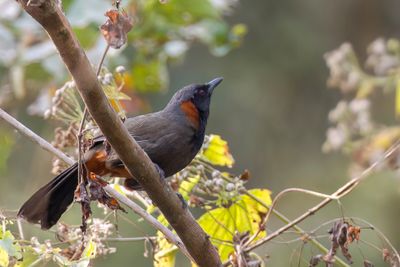 Rufous-necked Laughingthrush - Roodneklijstergaai - Garrulaxe à col roux