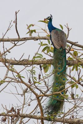 Indian Peafowl - Blauwe Pauw - Paon bleu (m)