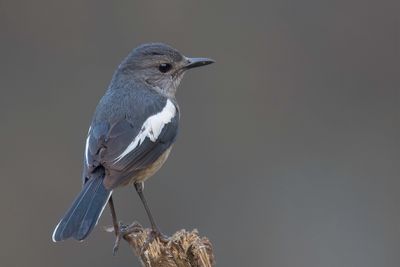 Oriental Magpie-Robin - Dayallijster - Shama dayal (f)