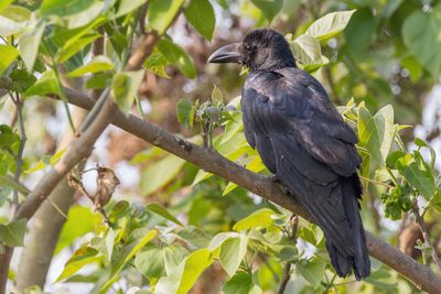 Large-billed Crow - Dikbekkraai - Corbeau à gros bec
