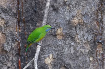 Orange-bellied Leafbird - Oranjebuikbladvogel - Verdin de Hardwick