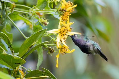 Green-crowned Plovercrest - Zwartborstkoketkolibrie - Colibri de Delalande (m)