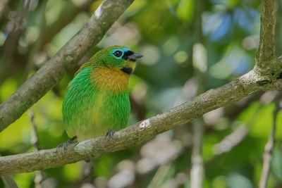 Brassy-breasted Tanager - Oranjeborsttangare - Calliste de Desmarest