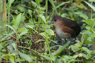 Rufous-sided Crake - Braziliaanse Dwergral - Râle brunoir