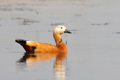 Ruddy Shelduck - Casarca - Tadorne casarca