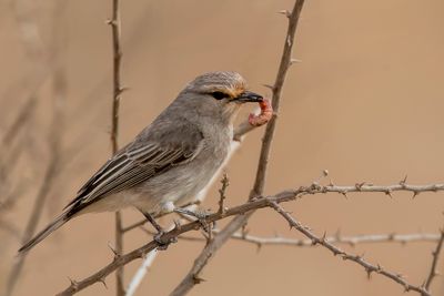 African Grey Flycatcher - Streepkopvliegenvanger - Gobemouche à petit bec