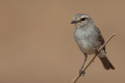 African Grey Flycatcher - Streepkopvliegenvanger - Gobemouche à petit bec