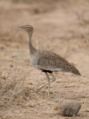 Buff-crested Bustard - Ethiopische Kuiftrap - Outarde d'Oustalet (f)