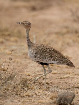 Buff-crested Bustard - Ethiopische Kuiftrap - Outarde d'Oustalet (f)