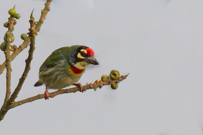 Coppersmith Barbet - Kopersmid - Barbu à plastron rouge
