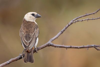 White-headed Buffalo Weaver - Witkopbuffelwever - Alecto à tête blanche