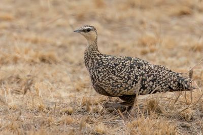 Yellow-throated Sandgrouse - Geelkeelzandhoen - Ganga à gorge jaune (f)
