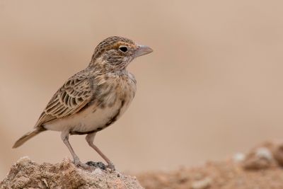 Fischer's Sparrow-Lark - Bruinkapvinkleeuwerik - Moinelette de Fischer (f)