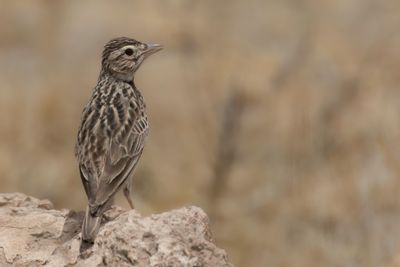 Somali Short-toed Lark - Somali Dværglærke - Alouette roussâtre