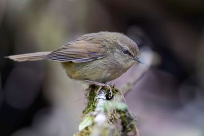 Brown-flanked Bush Warbler - Bergstruikzanger - Bouscarle de montagne
