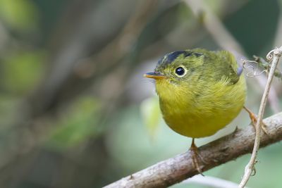 Whistler's Warbler - Whistlers Boszanger - Pouillot de Whistler