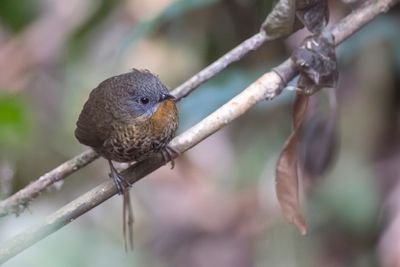 Rufous-throated Wren-Babbler - Roodkeelsluiptimalia - Turdinule à gorge rousse