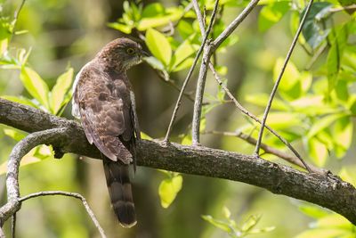 Hodgson's Hawk-Cuckoo - Hodgsons Sperwerkoekoek - Coucou de Hodgson