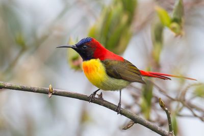 Fire-tailed Sunbird - Vuurstaarthoningzuiger - Souimanga queue-de-feu