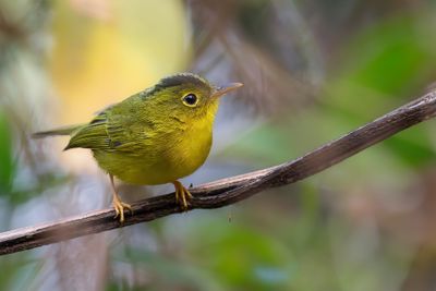 Green-crowned Warbler - Goudoogboszanger - Pouillot de Burke