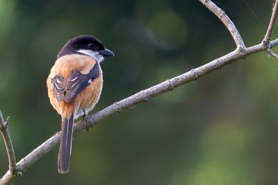 Long-tailed Shrike - Langstaartklauwier - Pie-grièche schach
