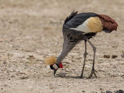 Grey-crowned Crane - Grijze Kroonkraan - Grue royale