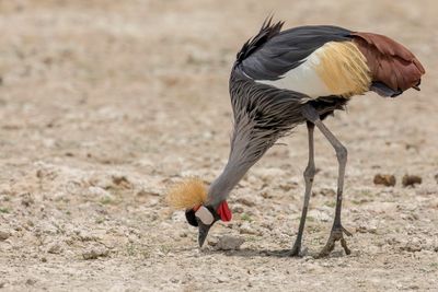 Grey-crowned Crane - Grijze Kroonkraan - Grue royale