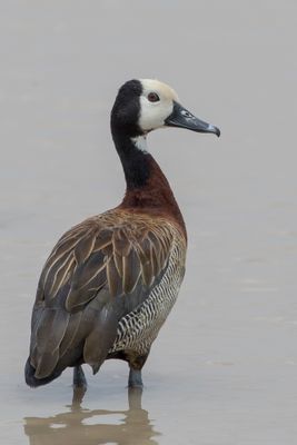 White-faced Whistling Duck - Witwangfluiteend - Dendrocygne veuf