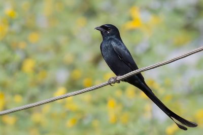Black Drongo - Koningsdrongo - Drongo royal