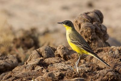 Western Yellow Wagtail - Gele Kwikstaart - Bergeronnette printanière
