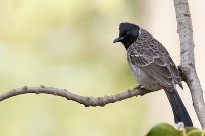 Red-vented Bulbul - Roodbuikbuulbuul - Bulbul à ventre rouge