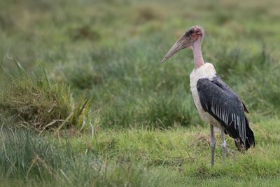 Marabou Stork - Afrikaanse Maraboe - Marabout d'Afrique