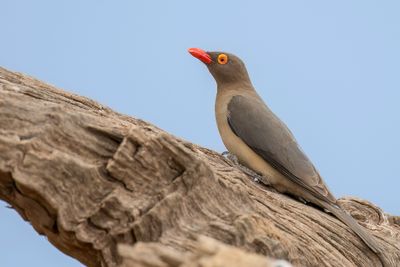 Red-billed Oxpecker - Roodsnavelossepikker - Piqueboeuf à bec rouge