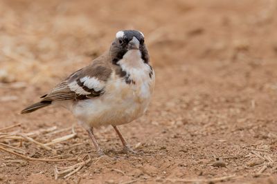 White-browed Sparrow-Weaver - Mahali-wever - Mahali à sourcils blancs