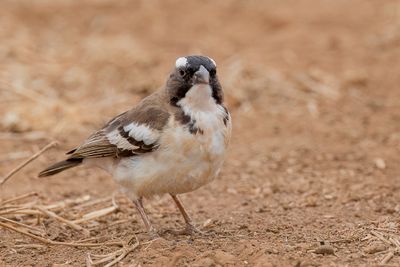 White-browed Sparrow-Weaver - Mahali-wever - Mahali  sourcils blancs