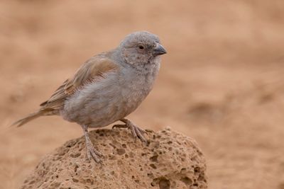 Parrot-billed Sparrow - Dikbekmus - Moineau perroquet