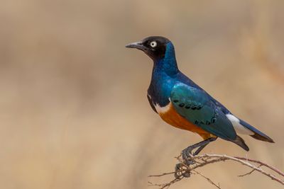 Superb Starling - Driekleurige Glansspreeuw - Choucador superbe