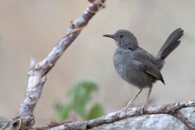 Grey Wren-Warbler - Somalische Savannezanger - Camaroptère modeste