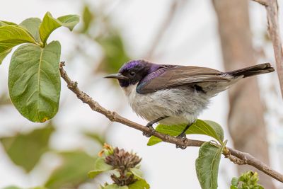 Eastern Violet-backed Sunbird - Zwaluwhoningzuiger - Souimanga du Kenya