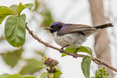 Eastern Violet-backed Sunbird - Zwaluwhoningzuiger - Souimanga du Kenya