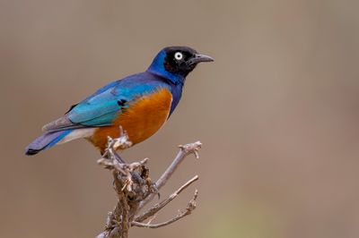 Superb Starling - Driekleurige Glansspreeuw - Choucador superbe